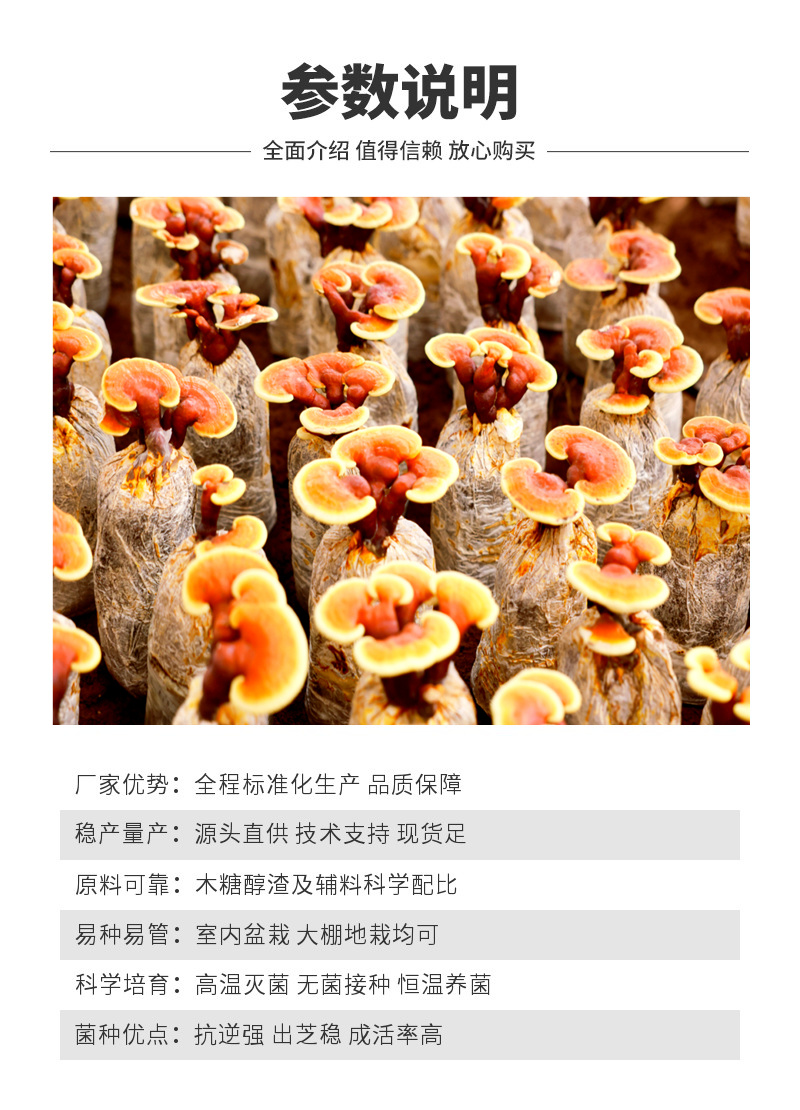 家庭种植灵芝菌包赤芝菌种浇水即长室内阳台好养多茬