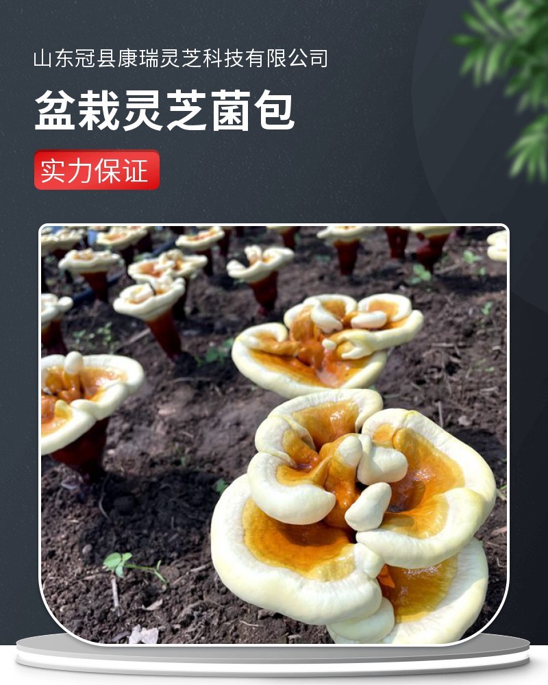 家庭种植灵芝菌包赤芝菌种浇水即长室内阳台好养多茬