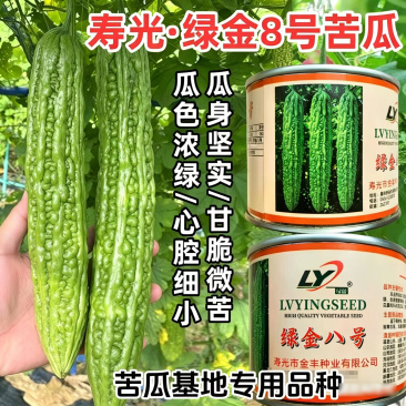 金绿8号苦瓜种子油绿心腔小绿疙瘩顺直苦瓜高产基地苦瓜种籽