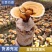 灵芝菌包盆栽菌种新手易种无需施肥观赏食用四季出芝