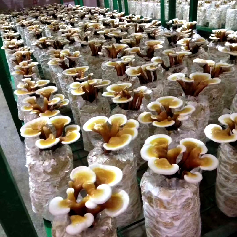 灵芝盆景菌包活体观赏灵芝室内桌面摆件招财寓意好养