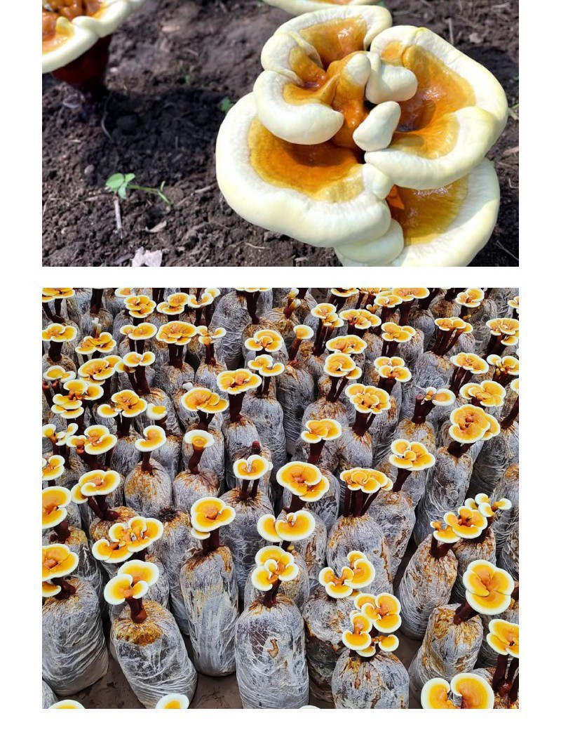 灵芝盆景菌包活体观赏灵芝室内桌面摆件招财寓意好养