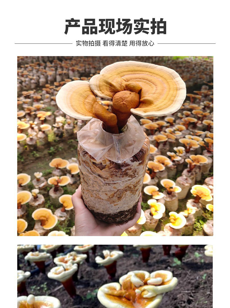 灵芝盆景菌包活体观赏灵芝室内桌面摆件招财寓意好养