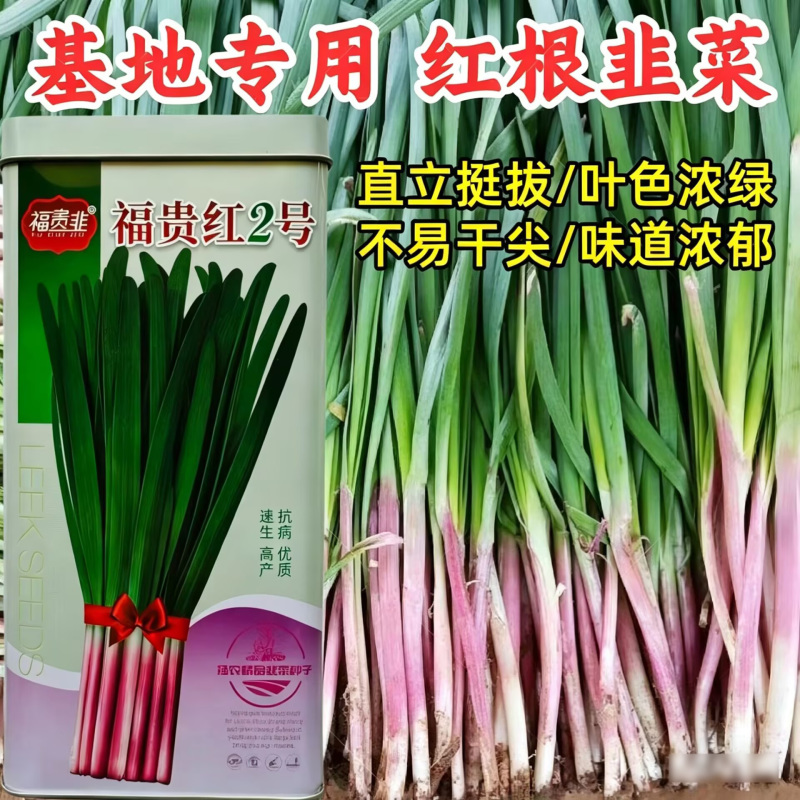 福贵红2号红根韭菜种子厚叶休眠红根韭菜露地早春小拱棚韭菜