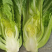 包心芥菜种子耐热耐湿结球腌制包心大芥菜春秋青菜种子