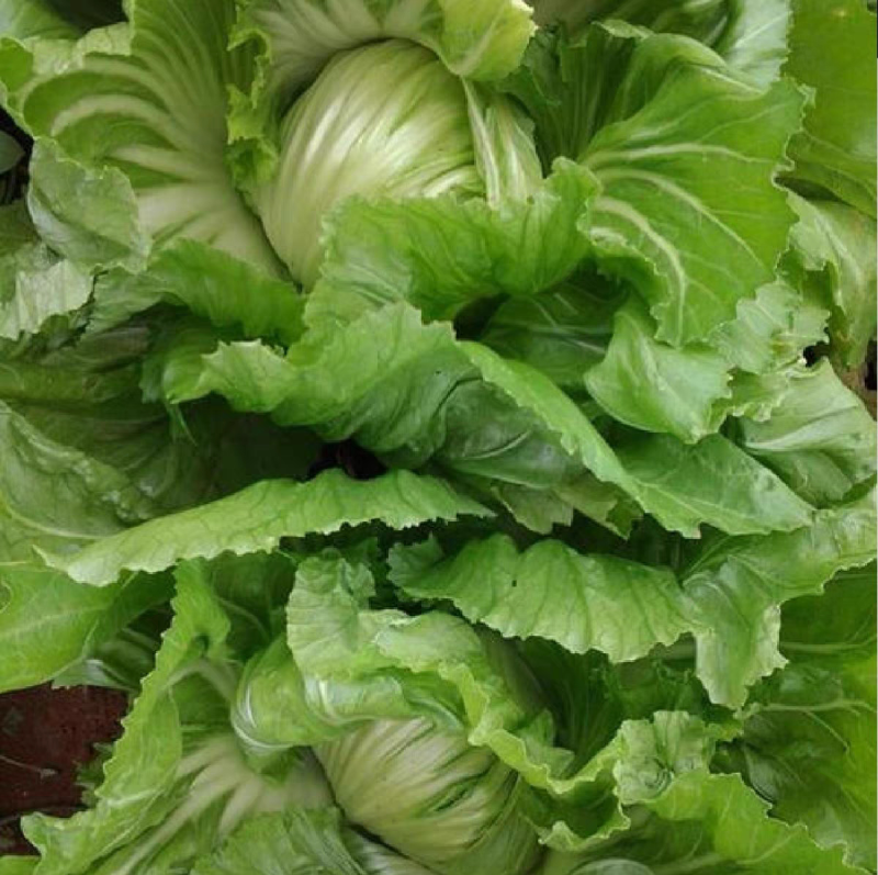 包心芥菜种子耐热耐湿结球腌制包心大芥菜春秋青菜种子