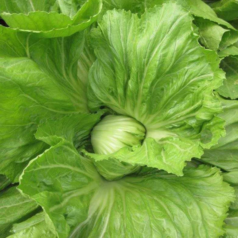 包心芥菜种子耐热耐湿结球腌制包心大芥菜春秋青菜种子