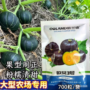 欧贝3号贝贝南瓜种子迷你小贝贝南瓜粉糯香甜板栗南瓜种子籽
