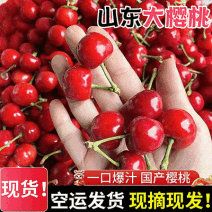 【红灯大樱桃】山东樱桃/对接一件代发～电商平台～商超团购