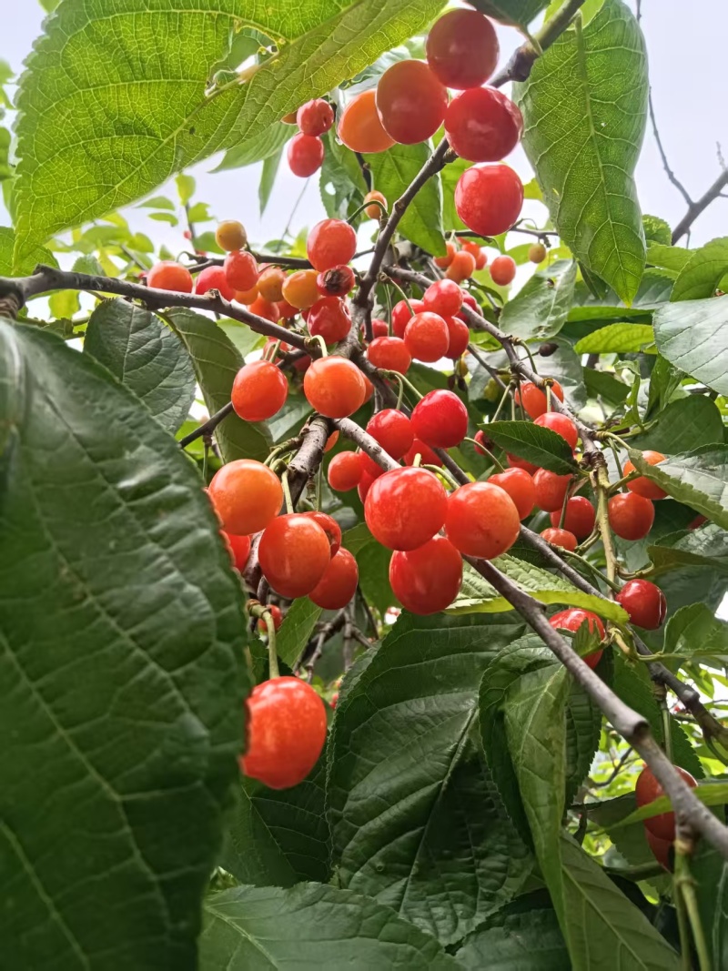 贵州精品小樱桃玛瑙红樱桃基地直供量大从优欢迎联系
