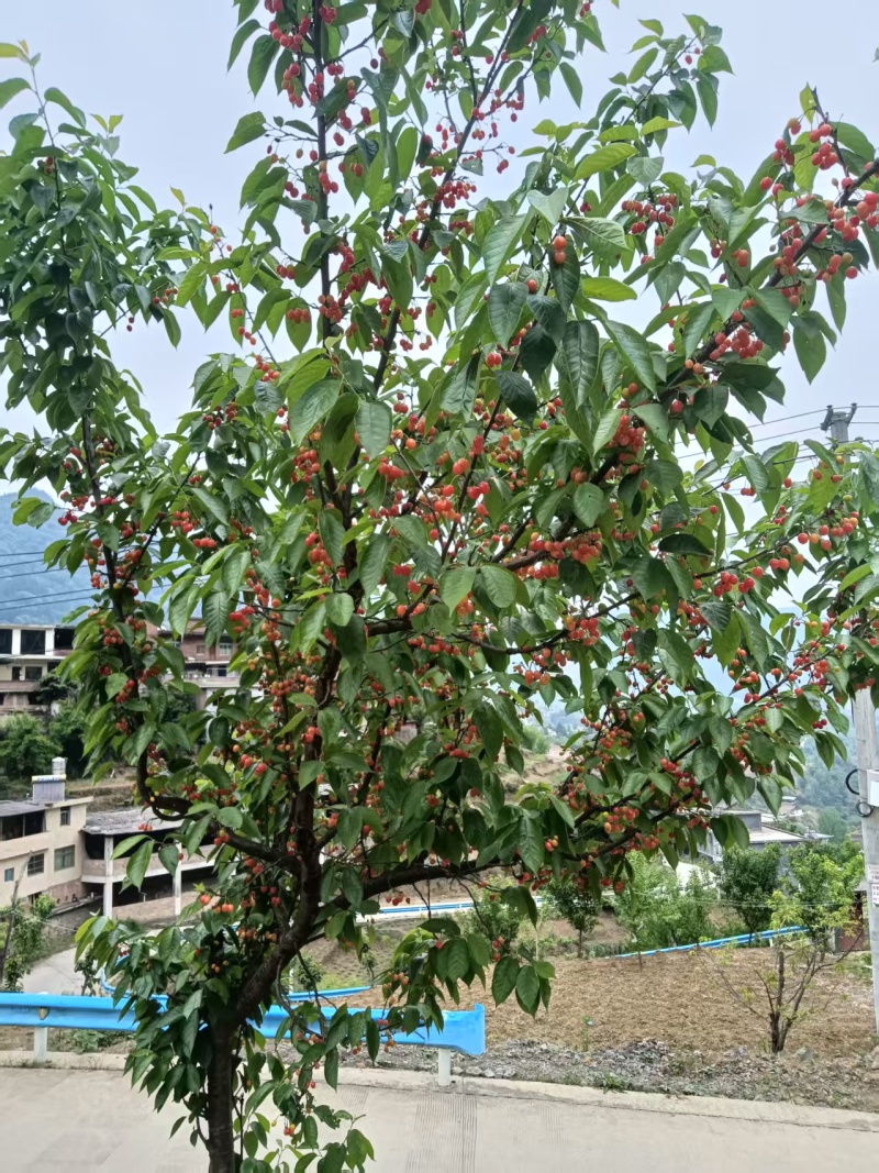 贵州精品小樱桃玛瑙红樱桃基地直供量大从优欢迎联系