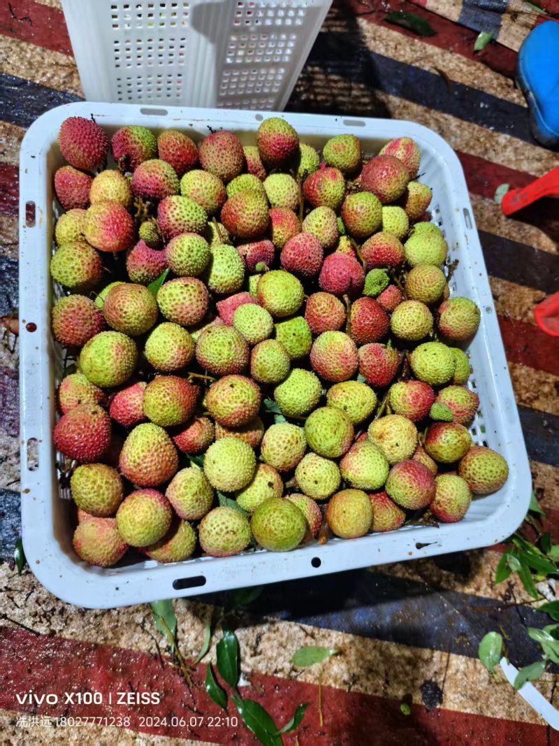 广东茂名精品妃子笑荔枝产地发货大量有货高品质