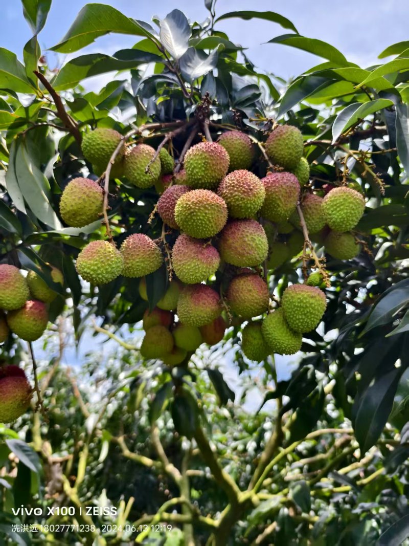 广东茂名精品妃子笑荔枝产地发货大量有货高品质