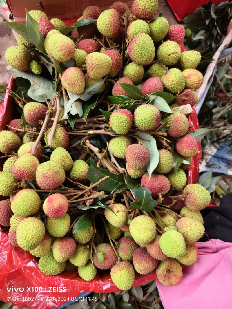 广东茂名精品妃子笑荔枝产地发货大量有货高品质