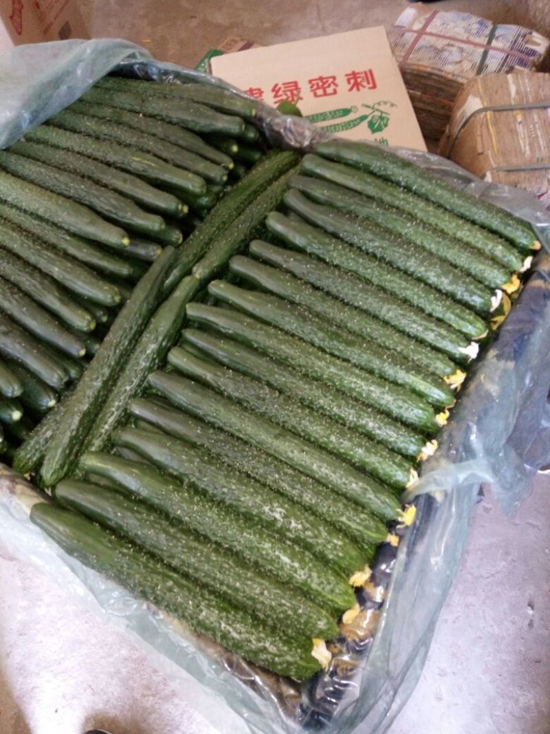 江苏精品黄瓜即将大量上市欢迎老板来电洽谈
