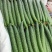 江苏精品黄瓜即将大量上市欢迎老板来电洽谈