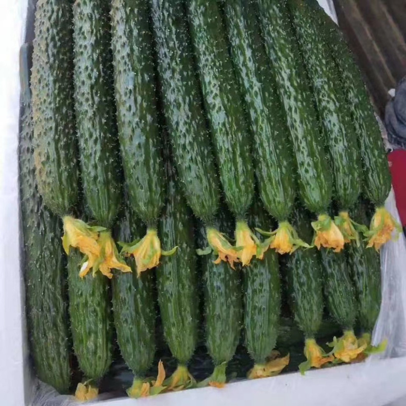江苏精品黄瓜即将大量上市欢迎老板来电洽谈