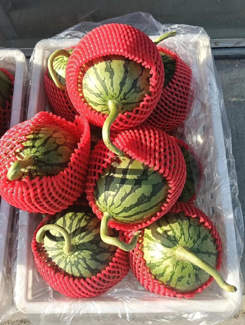 好货推荐小糖丸西瓜手撕小西瓜全国发货对接电商市场