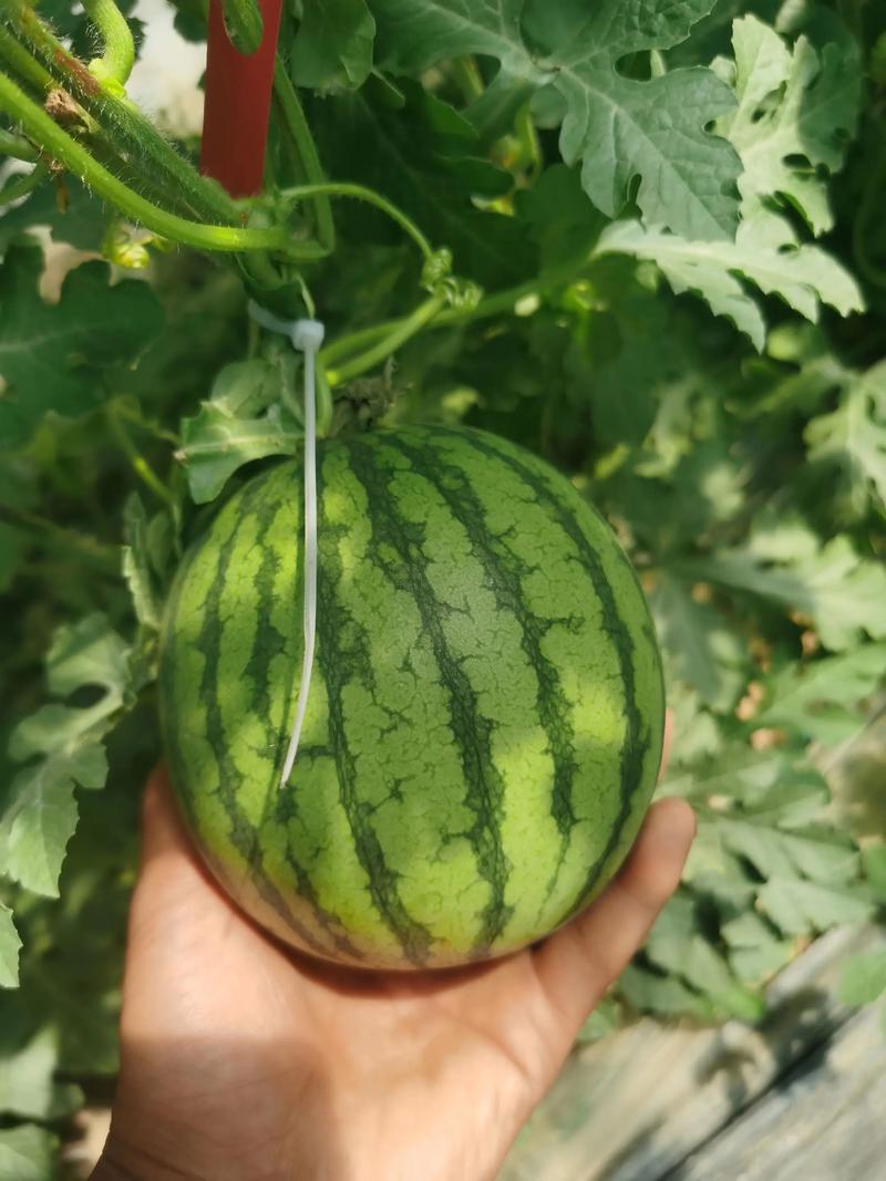 好货推荐小糖丸西瓜手撕小西瓜全国发货对接电商市场