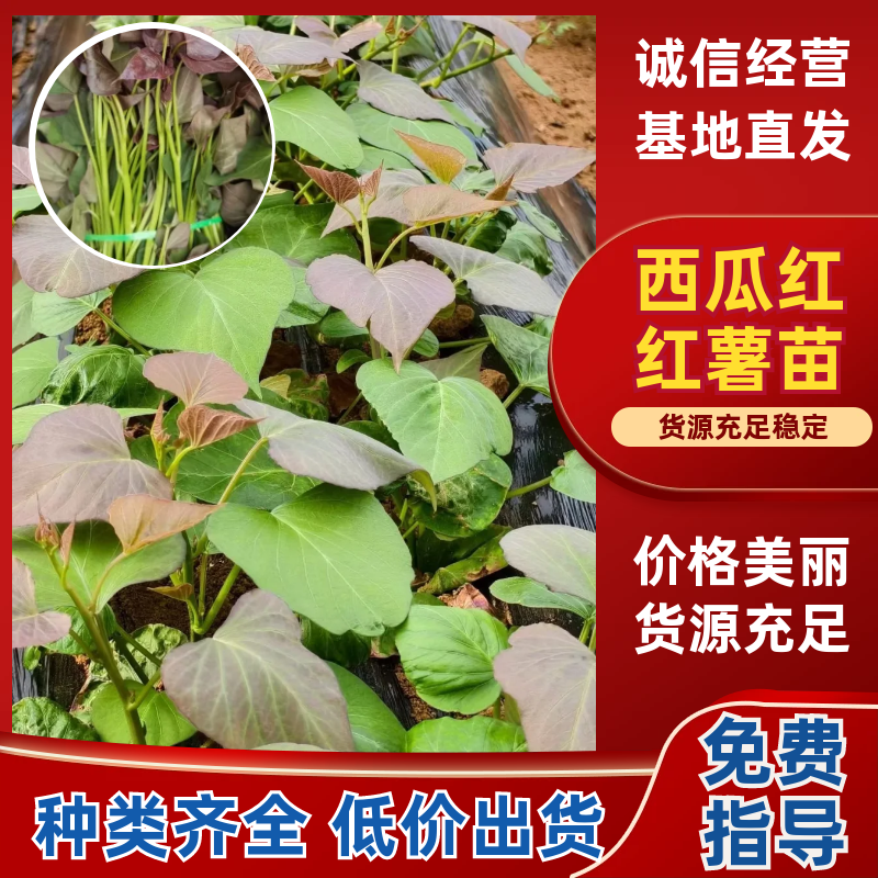 西瓜红红薯苗脱毒苗自家拱棚货量大全国接单成活率高产量高