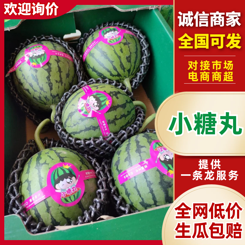 好货推荐小糖丸西瓜手撕小西瓜全国发货对接电商市场