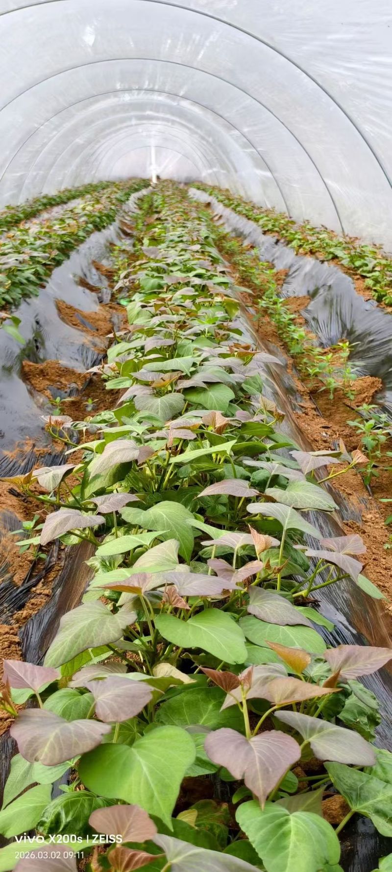 西瓜红红薯苗脱毒苗自家拱棚货量大全国接单成活率高产量高