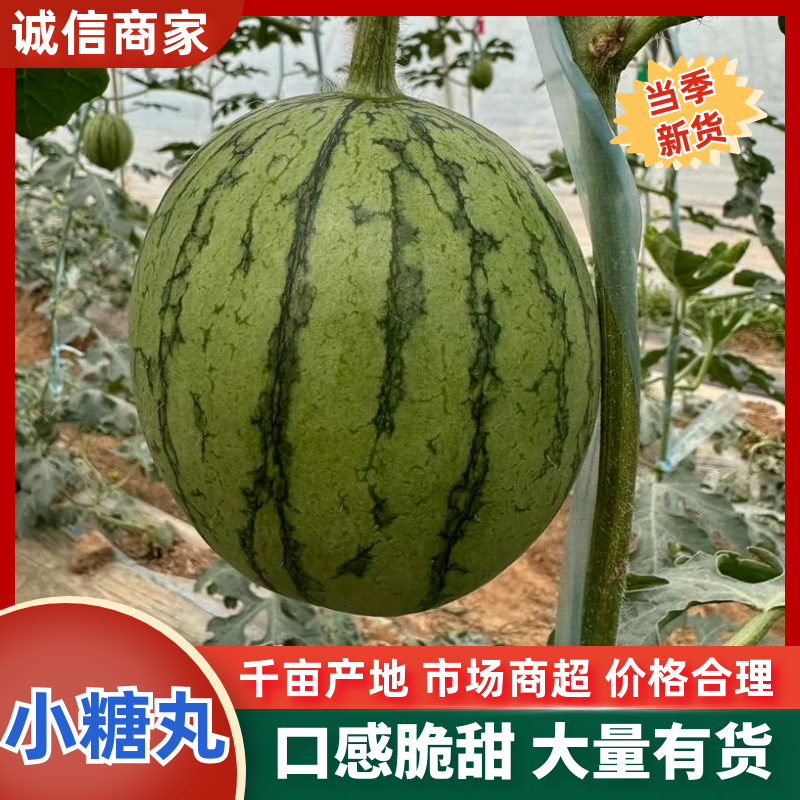 精品小糖丸西瓜手撕小西瓜全国发货保质保量包熟包甜