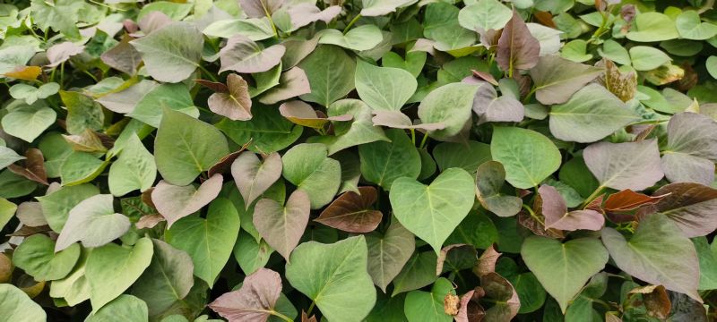 西瓜红红薯苗脱毒苗自家拱棚货量大全国接单成活率高产量高