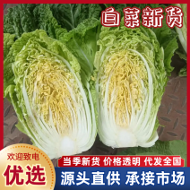河北邯郸临漳大白菜，量大价优，欢迎您实地考察！