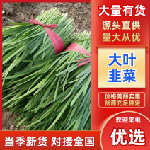 【大叶韭菜】河北邯郸产地直发现摘现发欢迎来电咨询