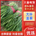 【大叶韭菜】河北邯郸产地直发现摘现发欢迎来电咨询