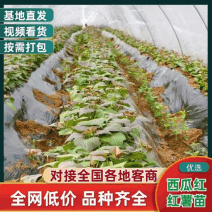 西瓜红红薯苗脱毒苗自家拱棚货量大全国接单成活率高产量高