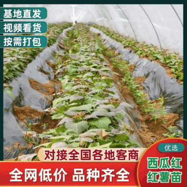 西瓜红红薯苗脱毒苗自家拱棚货量大全国接单成活率高产量高
