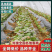 西瓜红红薯苗脱毒苗自家拱棚货量大全国接单成活率高产量高