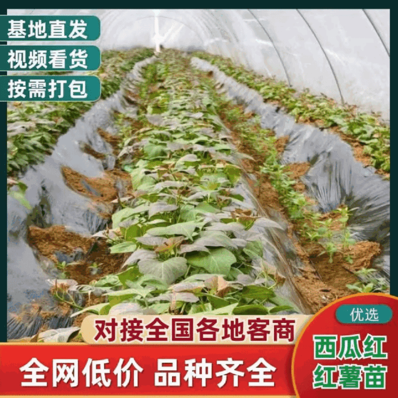 西瓜红红薯苗脱毒苗自家拱棚货量大全国接单成活率高产量高