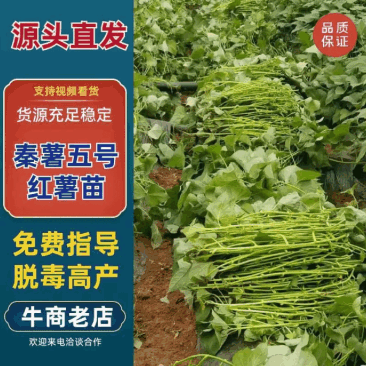 【秦薯五号红薯苗】陕西红薯苗自家育苗一手货源脱毒高产