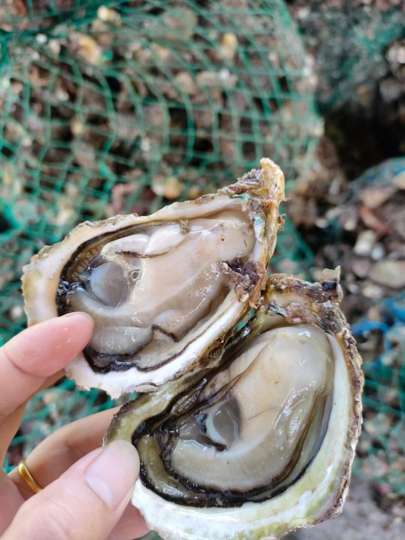 湛江生蚝/产地直发/半壳/全壳均有全国可发货量大优惠
