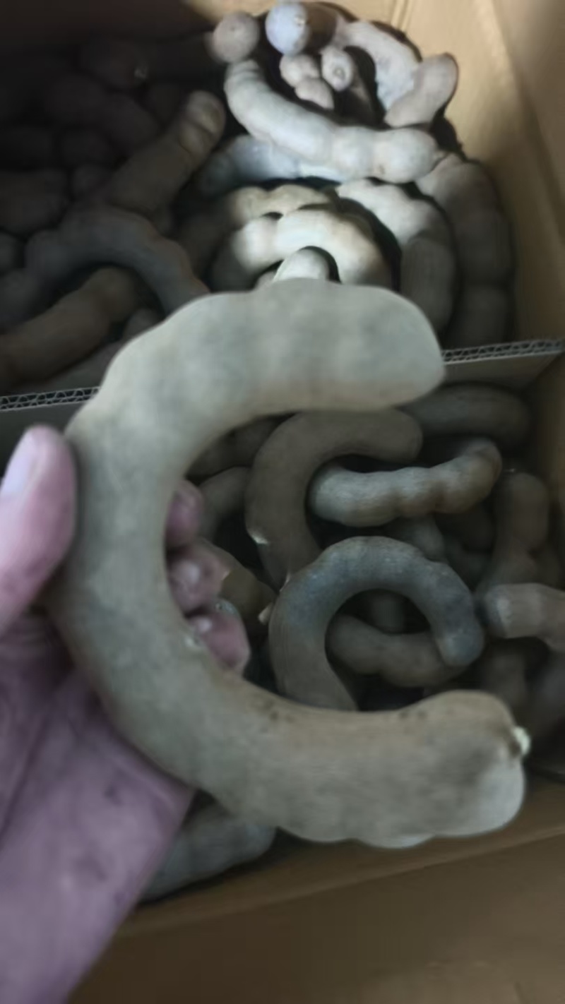 精品甜角大量供应品质保证价格优惠欢迎来电洽谈合作