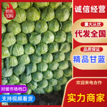 甘蓝永年甘蓝中甘圆包菜代收代发全国欢迎咨询