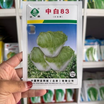 中白83白菜种子中晚熟秋季大白菜种籽叶球平头矮桩叠抱抗病