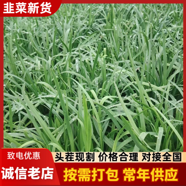 江苏精品韭菜基地品质保证对接各地市场食品厂可以寄样品