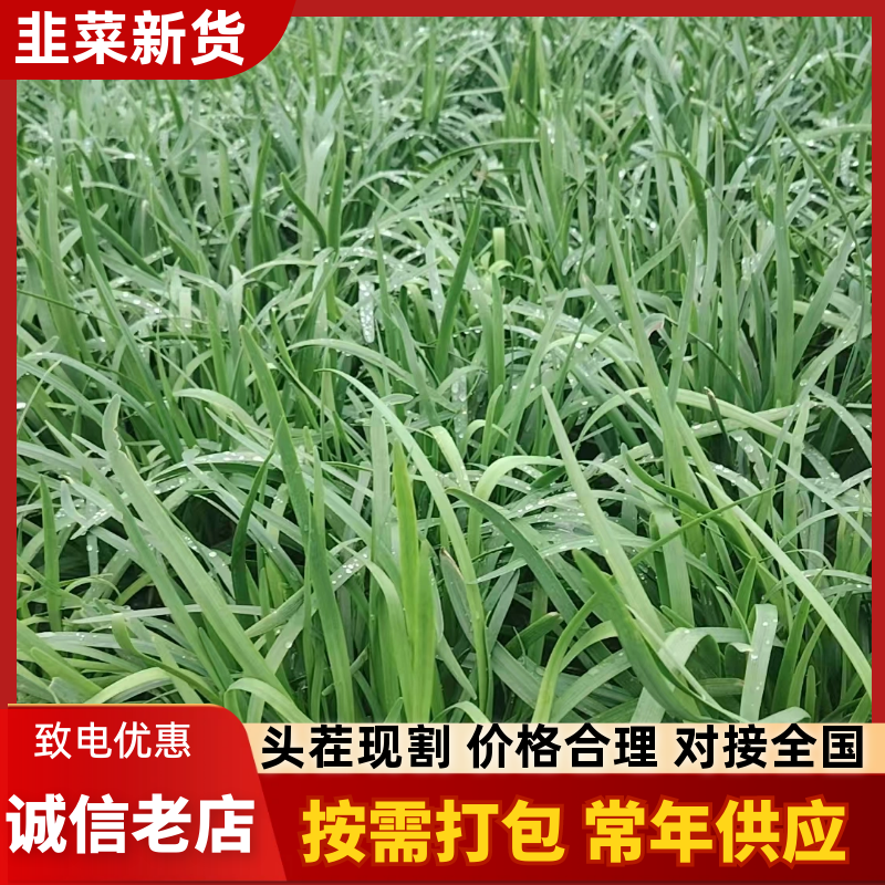 江苏精品韭菜基地品质保证对接各地市场食品厂可以寄样品