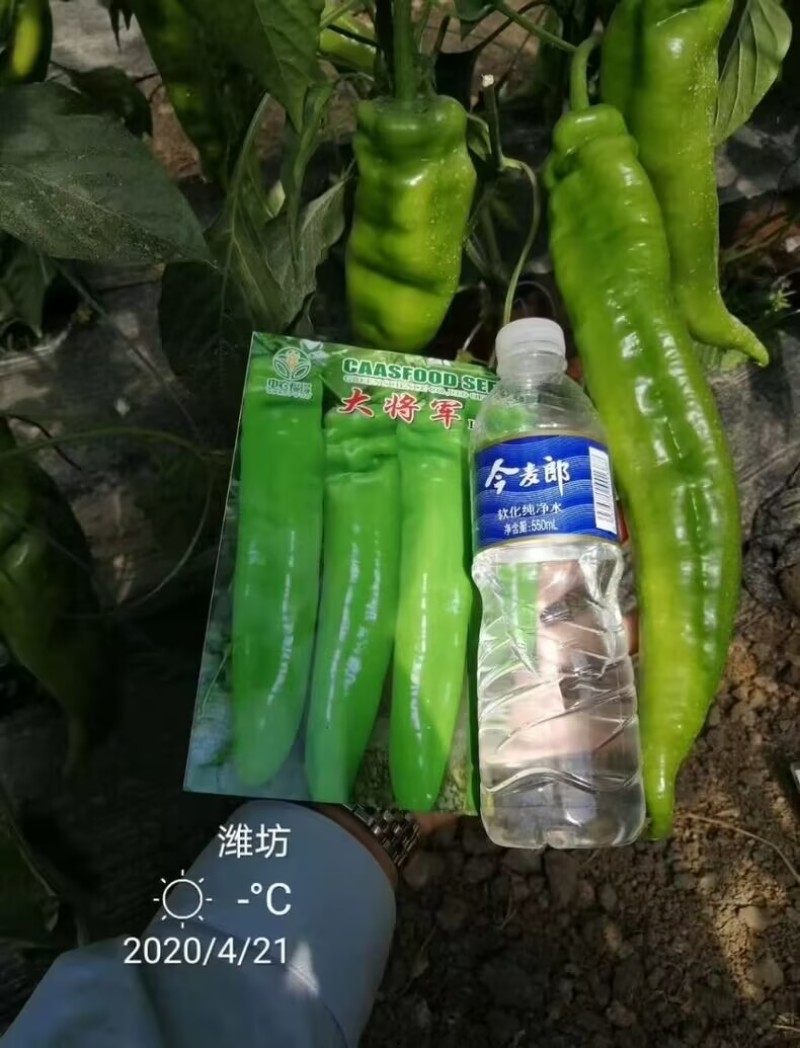 大将军辣椒种子高产羊角椒黄皮椒种籽早中熟香辣特抗病坐果强