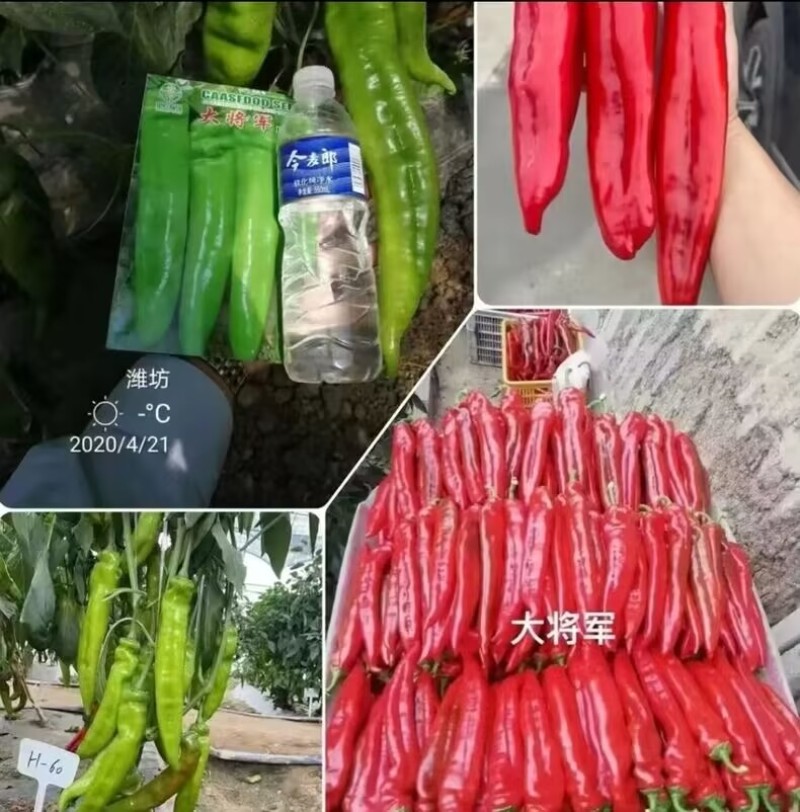 大将军辣椒种子高产羊角椒黄皮椒种籽早中熟香辣特抗病坐果强