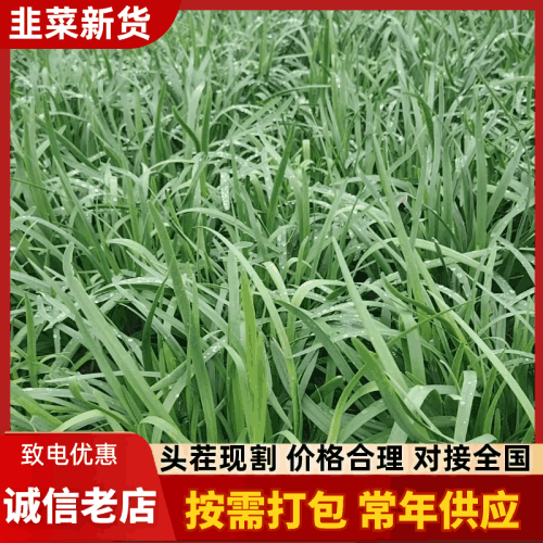 江苏精品韭菜基地品质保证对接各地市场食品厂可以寄样品