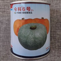 金科6号银灰银板栗南瓜种子果肉金黄口感粉糯甜银栗南瓜种籽
