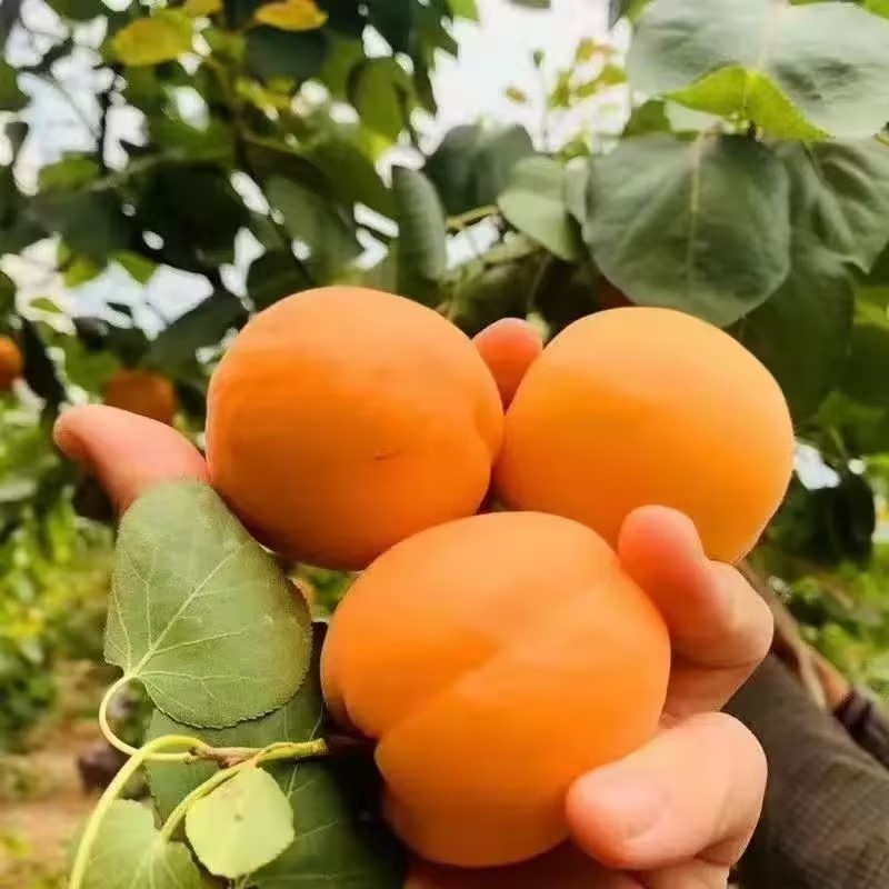 金太阳杏，支持一件代发，整车直发