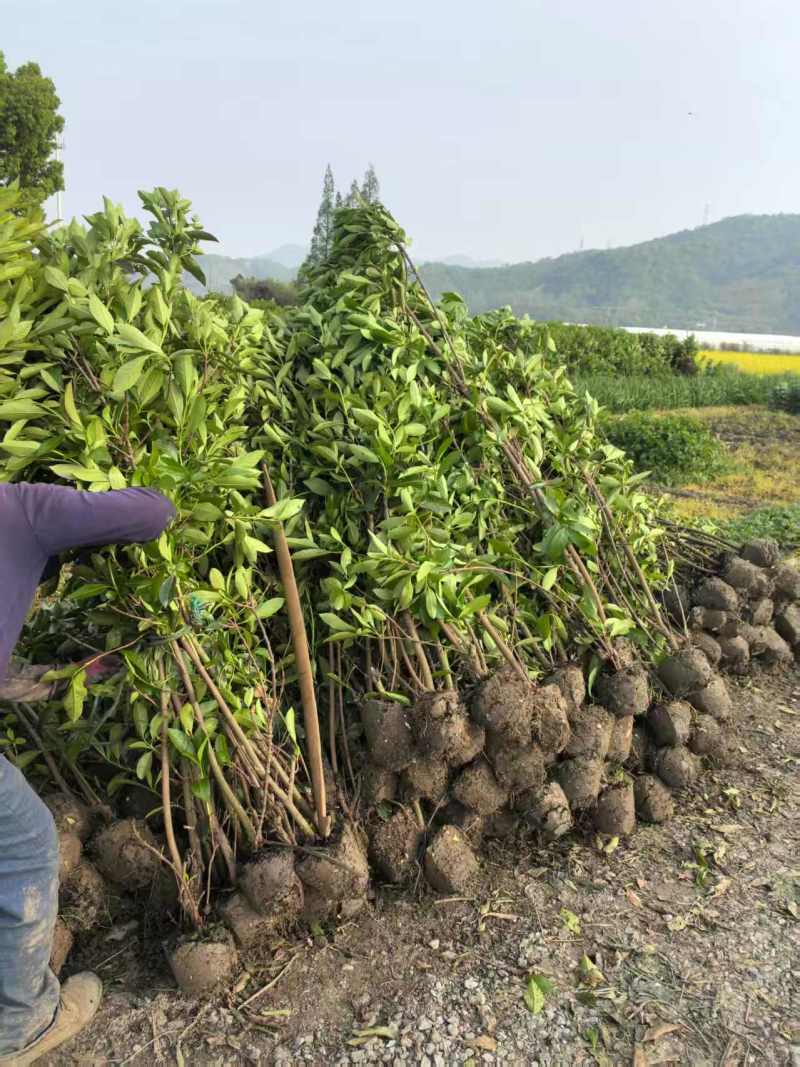 法国冬青苗货源充足规格齐全供全国市场整车发货