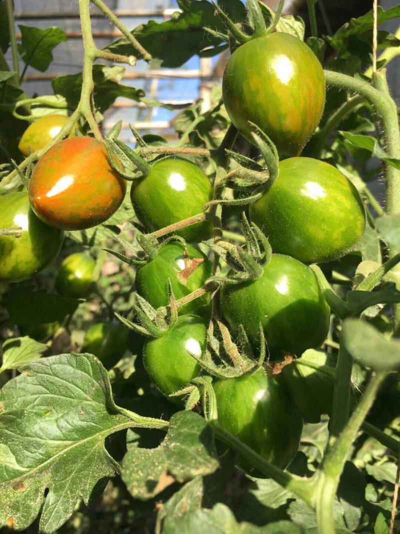 迷彩圣女果小山东寿光合作社供货耐运输适合电商采购产地直供