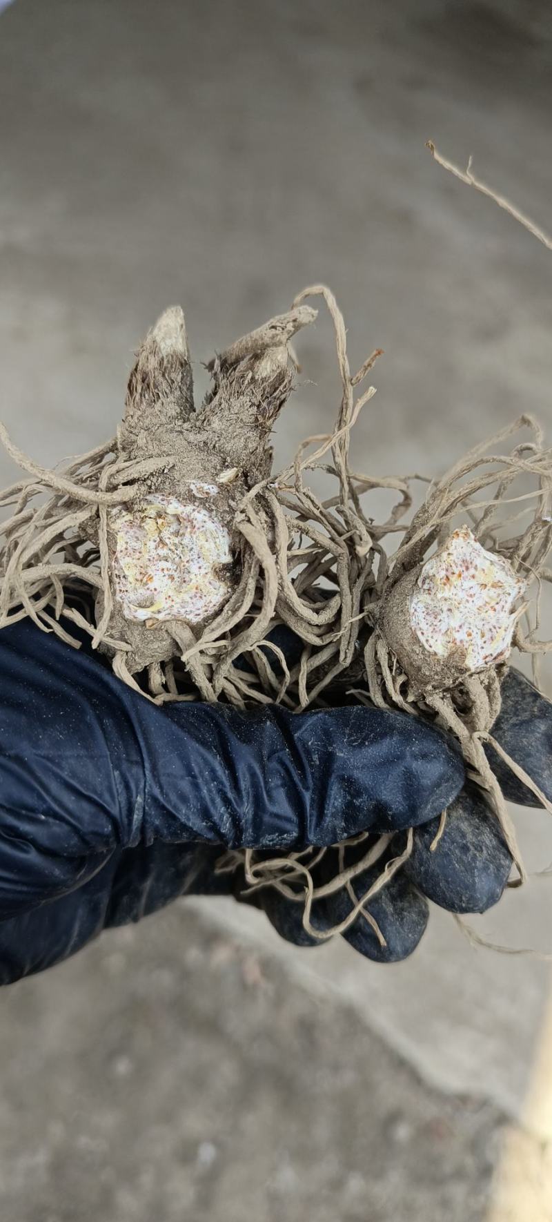 北苍术种苗基地直销，现挖现发品质有保证成活高提供技术指导